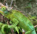 Kenya's Exotic Pet Trade Threatens Rare Species