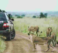 EXPLAINED: Why Lions Ignore Tourists in Safari Vehicles