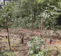 Kenya Loses 6 Million Eucalyptus Trees in Six Months