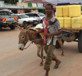 Kenyan Treasury Eyes Animal Transport to Cut Government Spending