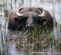 Kenya Approves Water Buffalo for Meat and Dairy Production Under New Classification