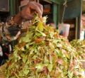 Health Experts Warn of Muguka Addiction as Lawmakers Consider Ban