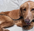 Dog Survives 100-Mile Trek and Island Swim Before Rescue