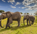 Maasai Mara Earns Global Recognition for Annual Wildebeest Migration