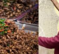 How Jannifer Muthike Earns Sh250,000 Monthly Farming Black Soldier Flies