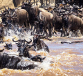 Africa’s Tourism Sector Faces Hurdles in Adopting Digital Technology