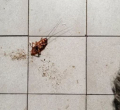 Woman’s Attempt to Burn Cockroach Triggers Apartment Fire in South Korea