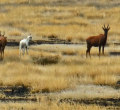 Rare Albino Tiang Spotted at Sibiloi National Park
