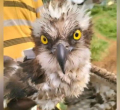 Migratory Osprey from Russia Saved by Fishermen on Lake Victoria