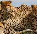 Kenya Joins Namibia and Botswana in Supplying Cheetahs for India’s Rewilding Effort