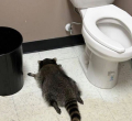 Drunk Raccoon Ransacks Virginia Liquor Store, Passes Out in Bathroom