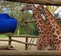 Three Rothschild’s Giraffes Relocated from Naivasha to Nairobi