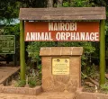KWS to Relocate Nairobi Animal Orphanage from Nairobi National Park