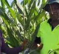 Kenyan and Zimbabwean Entrepreneurs Bring White Maize Farming to Australia