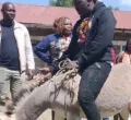 Donkey-Riding Candidate Draws Attention as Ol Kalou Heads to the Polls