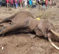 Amboseli Elephant Poisoning: 18 Dead as Two Farmers Arrested