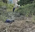 KNH Defends Tree Cutting After Displaced Marabou Storks Die