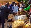 Methu Checks on Recovering Oburu, Brings Goats