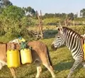 KWS Warns Kenyans After AI-Generated Image Shows Zebra Doing Manual Work