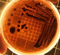 AI-Engineered Viruses Pose New Challenges for Global Security