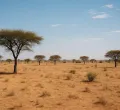 The Sahel and the UN: a smaller footprint, a different role