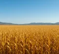 Kenyan Entrepreneur Secures Major Maize Deal in Zambia Worth Sh26 Billion