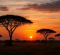 Surge in Erectile Dysfunction Cases Among Young Men in Kenya Raises Health Concerns