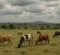 Breaking: Meru Residents Sue State Following Deadly Cattle Raids and Loss of Lives