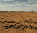 17-year-old killed as suspected bandits ambush firewood collectors in Leparua, Isiolo
