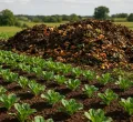 Turning Waste into Wealth: A Meru Farmer's Journey to Economic Success