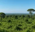 Ruto Disburses Sh2.6 Billion to Mau Forest Evictees for Resettlement