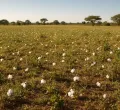 Kenya's Cotton Leftovers Are Finding New Value
