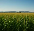 Cheaper Fertiliser and Seeds Bring Hope to Farmers Facing Maize Losses in Kenya