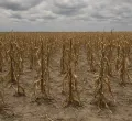 Maize Production Plummets 60%, Triggering Food Security Concerns in Kenya