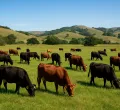 Kagwe Implements Yellow Tagging for Livestock to Combat Theft