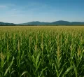Questions swirl over opaque Sh26 billion maize import tender