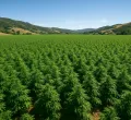 Sh60 Million Bhang Plantation Discovered in Mwingi