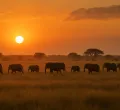 Botswana Faces Backlash After Slaughtering 23 Elephants for Independence Celebrations