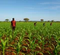 Unlocking Agricultural Potential: The Role of Gen Z in Shaping Kenya's Future