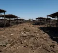 Sudan Army Accused of Drone Strike on Livestock Market