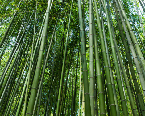 Bamboo Revolution: Kenya Moves Toward Eco-Friendly Building Solutions
