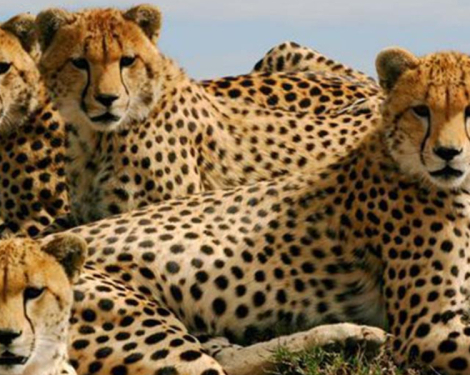 Kenya Joins Namibia and Botswana in Supplying Cheetahs for India’s Rewilding Effort