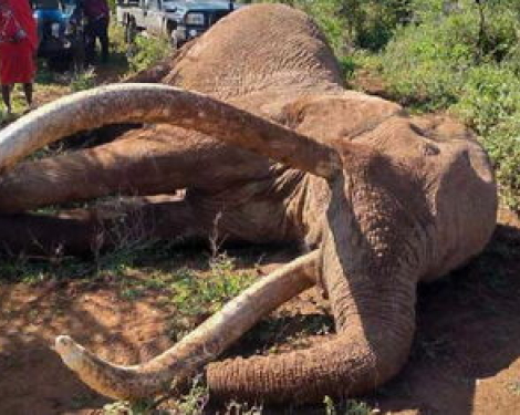 KWS to Preserve Remains of Amboseli Super Tusker Craig