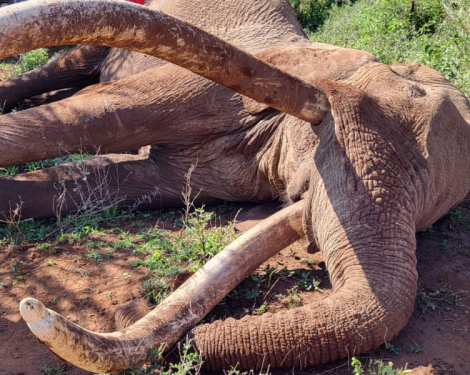 Craig, Kenya’s Legendary Elephant and Tusker Brand Icon, Dies at 54