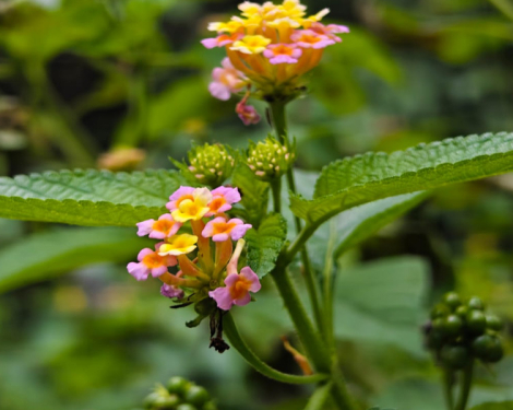 Why Kenyans Are Turning to Toxic Lantana as a Herbal Remedy