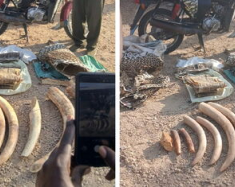 Five Arrested as KWS Seizes Elephant Ivory in Turkana and Namanga