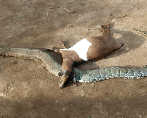Farmer Kills Python After It Strangled His Pregnant Goat in Kisumu