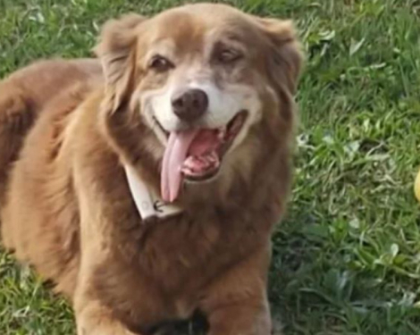 Dog Who Stayed at Owner’s Graveside for a Decade Inspires New Law in Brazil