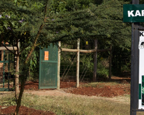 Why the Government Is Clearing 3 Acres of Karura Forest
