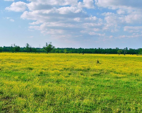 Living Abroad? Your Land in Kenya May Be at Risk